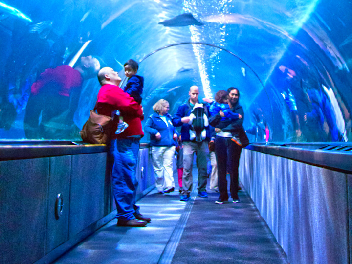 Aquarium of the Bay