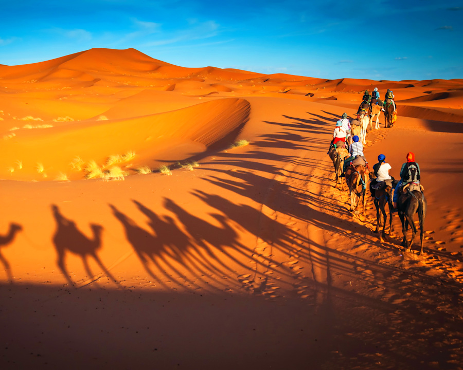 Morning Safari Camel