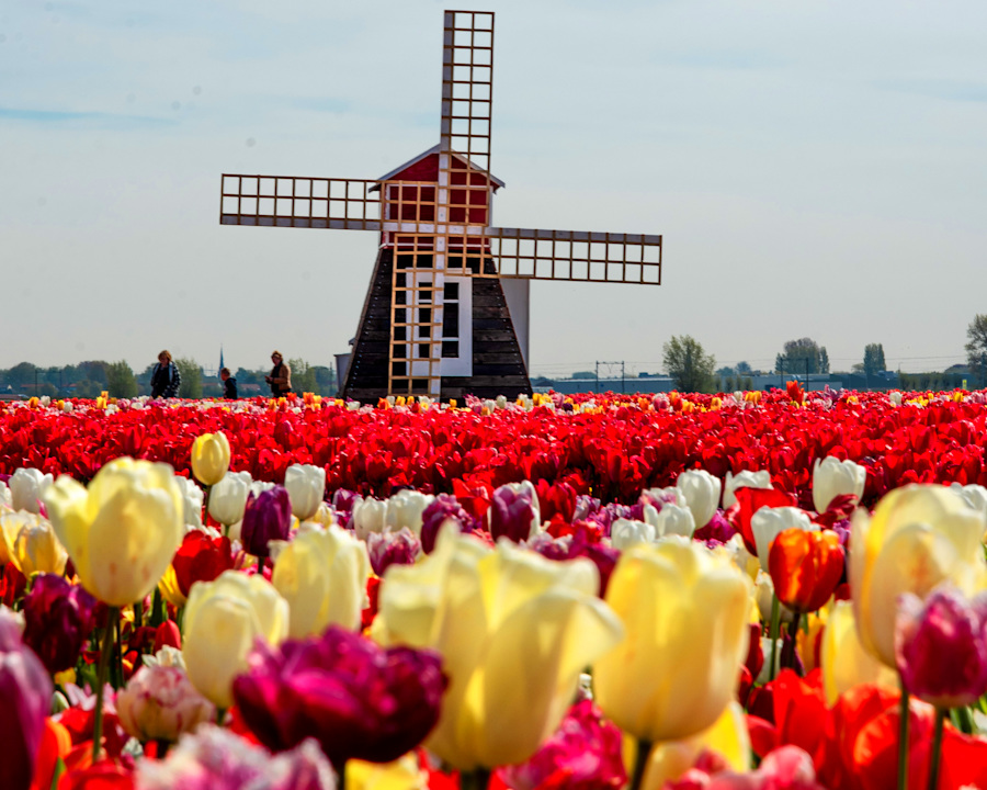 Half Day Tulip Experience Tour
