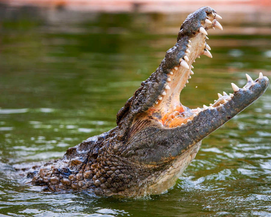 Dubai Crocodile Park