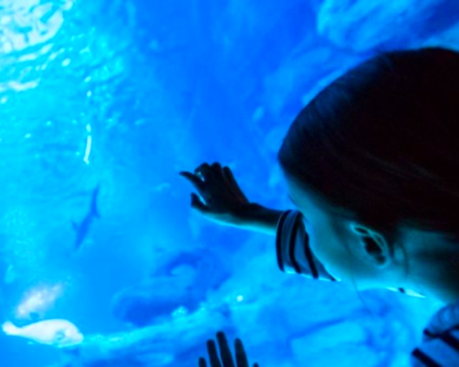 Aquarium