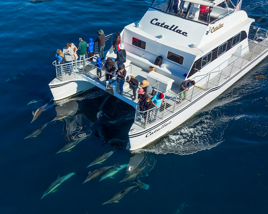 Whale Watching & Dolphin Cruises-Newport Landing