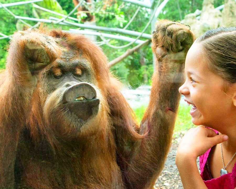 San Diego Zoo | Go San Diego Pass