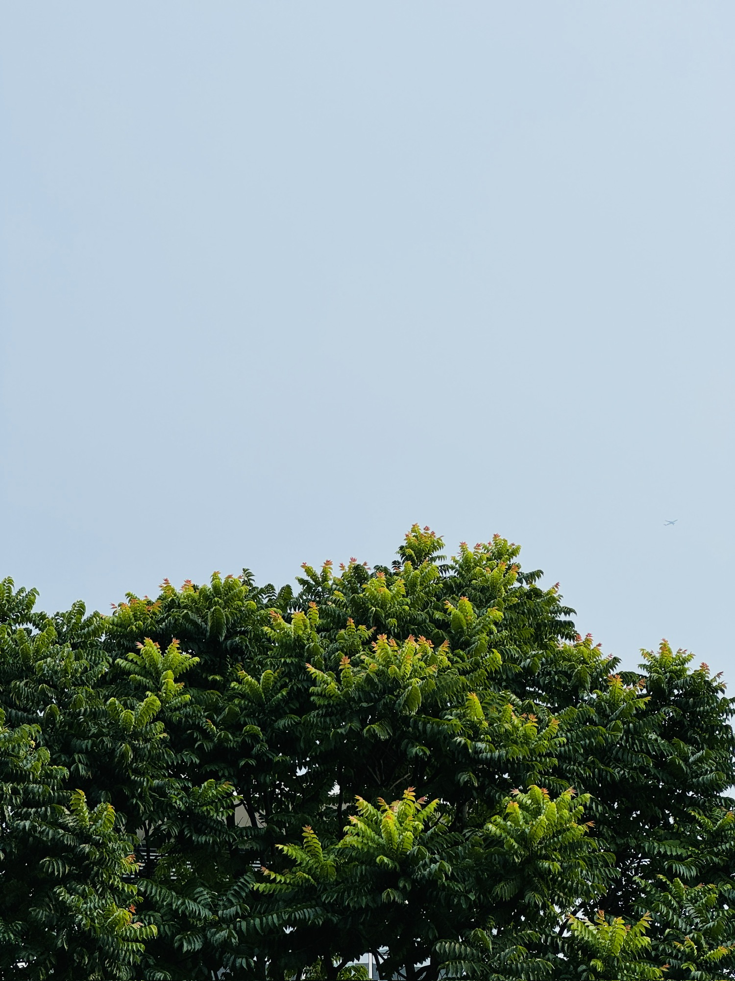 Fragment image 1