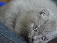 Жестоко расправившийся с домашней кошкой житель Коми отделался штрафом