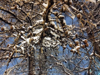 Теплая погода в Коми сохранится до конца года