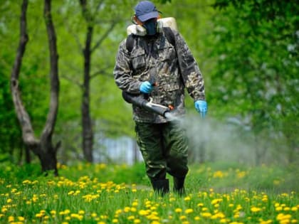 Первый укус клеща зарегистрирован в Коми