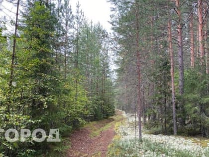 Прогноз погоды в Сыктывкаре на 26 августа