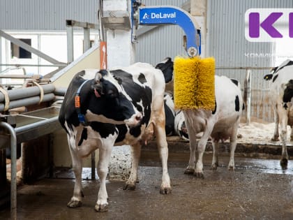 Меньше угля, больше молока: Комистат оценил экономическую ситуацию в Коми в 2023 году