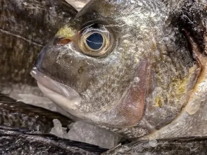 Рыба, которую вообще нельзя подавать к столу: а мы едим еще и детям даем - в ней живут паразиты