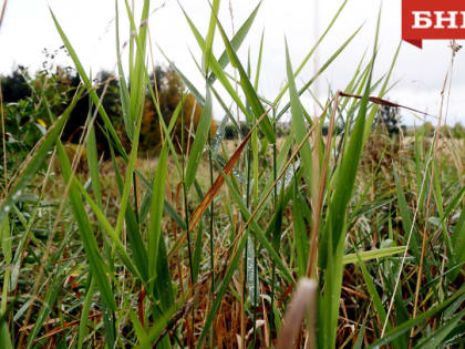 В Коми клещи с начала сезона покусали две тысячи человек