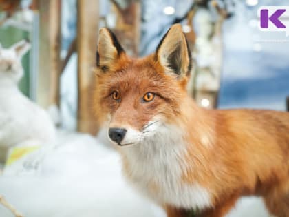 В Воркуте введен карантин по бешенству