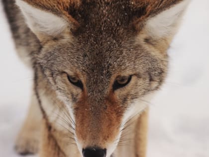 Жители дач в Коми отбили собаку от опасных волков