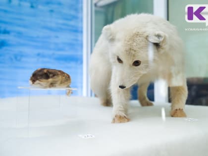 На границе с Коми выявили очаг бешенства