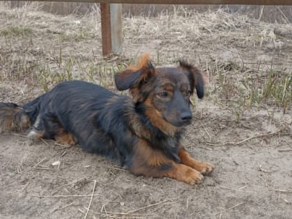 В Коми начнут мониторинг 15 опасных заболеваний животных