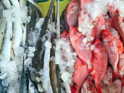 В этой рыбе нашли огромное количество ртути: гробит печень, мозг и сердце