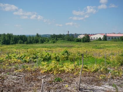 В столице Коми обработали гербицидами заросшее поле с борщевиком