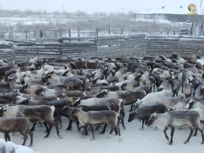 Минсельхоз Коми: «Угрозы распространения бешенства на оленеводческие хозяйства республики нет»