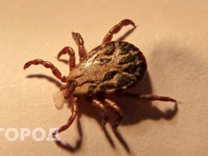 В Коми за полгода у 4 жителей выявили клещевой вирусный энцефалит