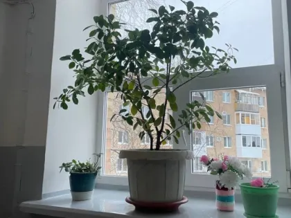 Домашние вампиры: шесть вещей в доме, которые крадут ваше здоровье день за днем