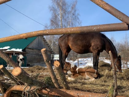 Ошибка в анализах привела к карантину: ухтинский конноспортивный клуб чуть не лишился лошадей из-за неверного диагноза