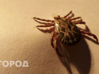 В Коми за неделю у 4 клещей нашли клещевой энцефалит