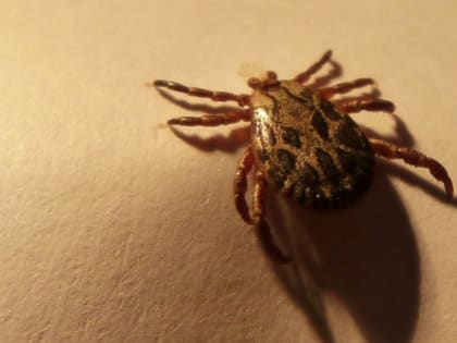 В Коми за неделю 147 жителей пострадало от укусов клещей