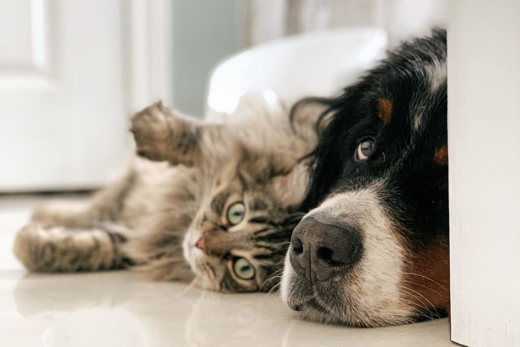 pets on the floor