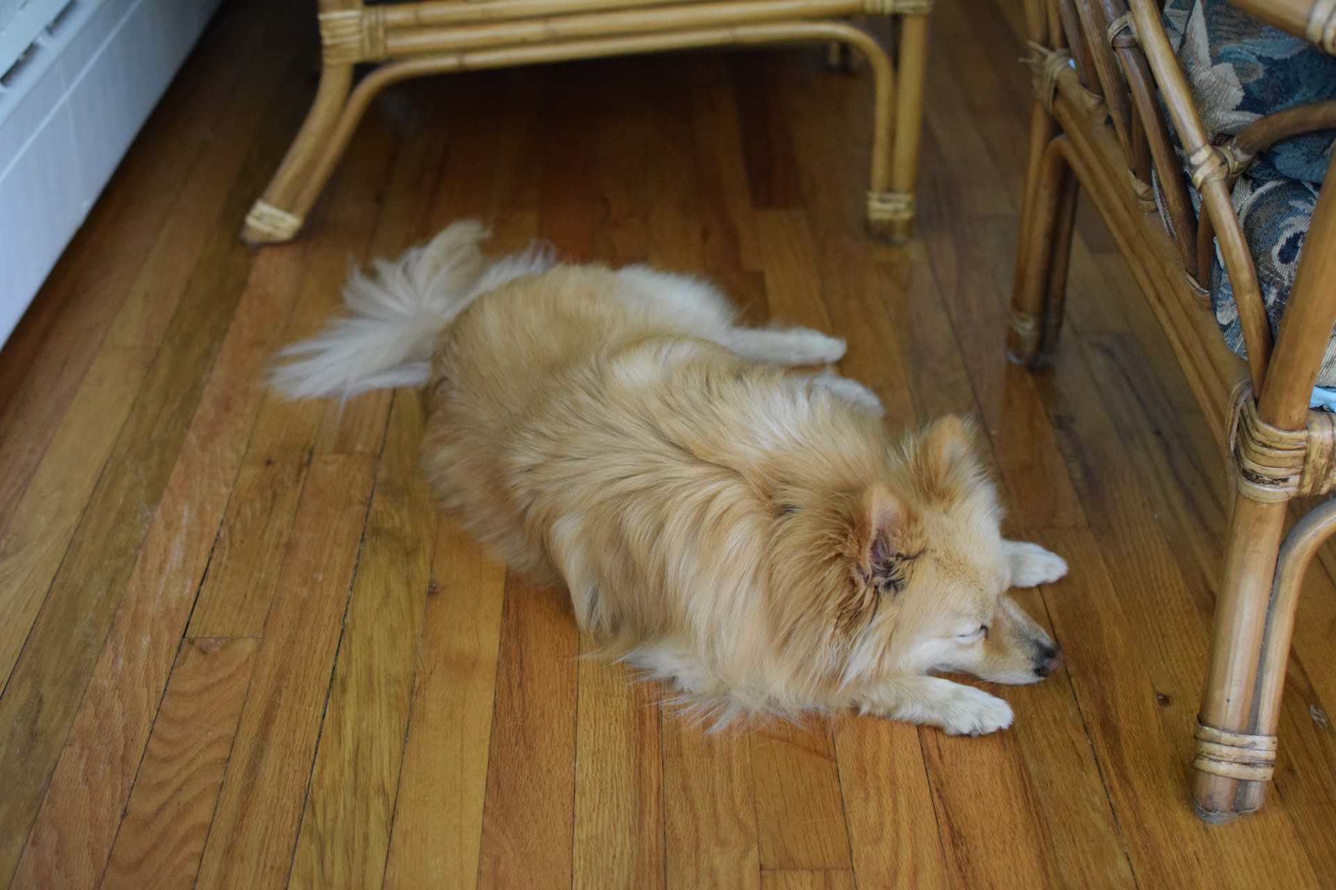 Eco-Friendly Floors for Your Furry