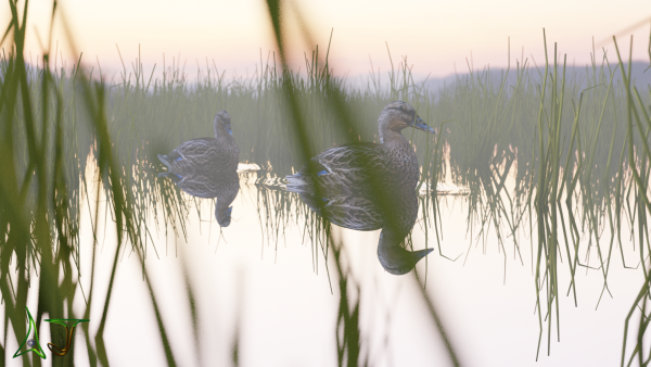 Video of ducks on a lake based on Ian-Hubert's 2 minute tutorial