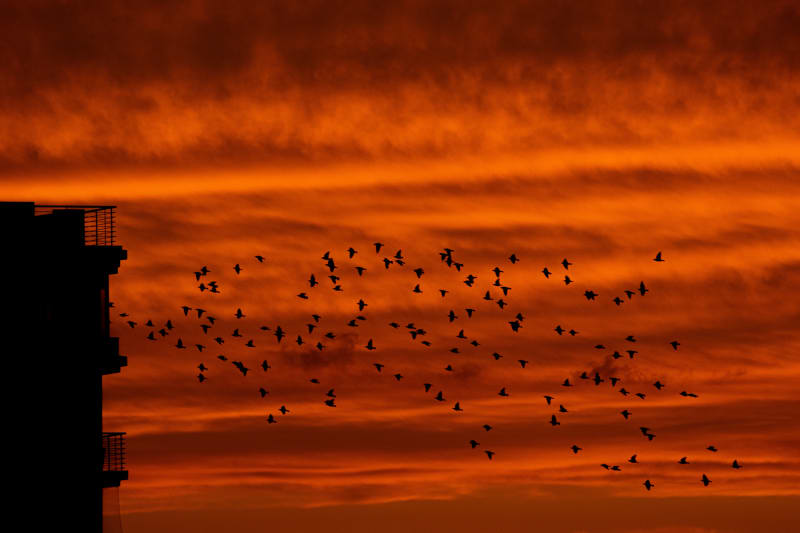 FIRE BIRDS