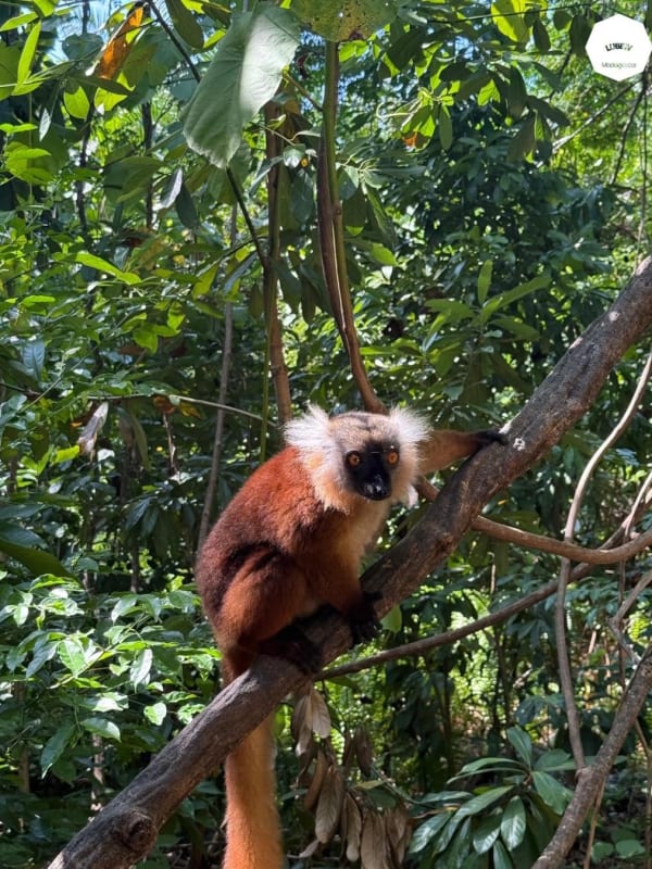 Lémur macaco femelle, pelage roux et touffes blanches aux oreilles, assis sur une branche