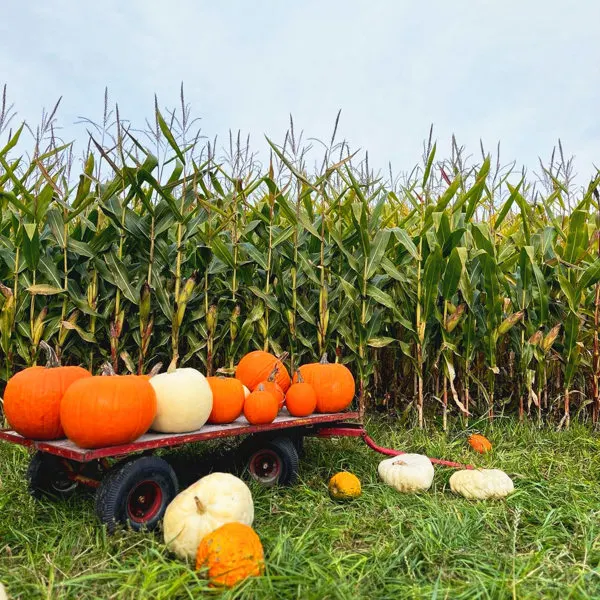 Autocueillette de citrouilles : comment bien les choisir