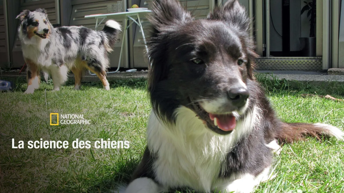 La science des chiens