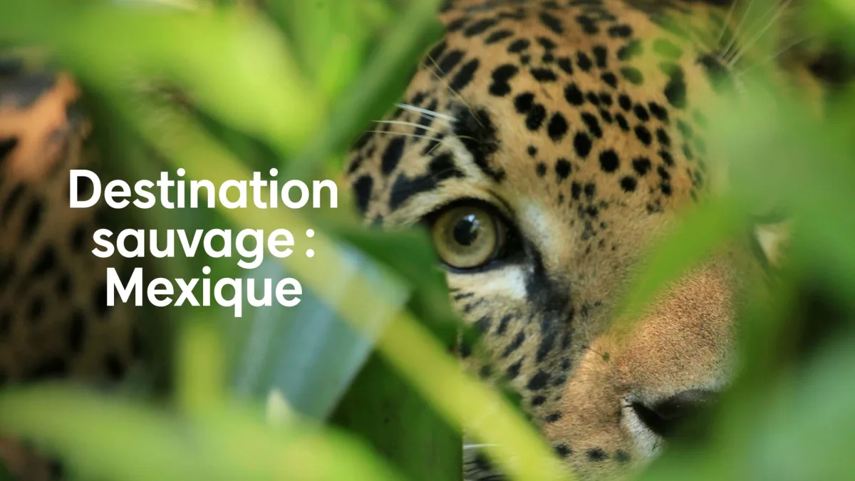 Destination sauvage: Mexique