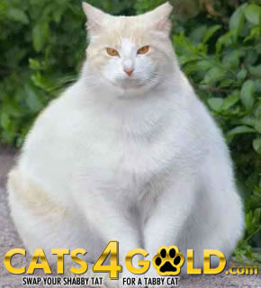 very fat cat