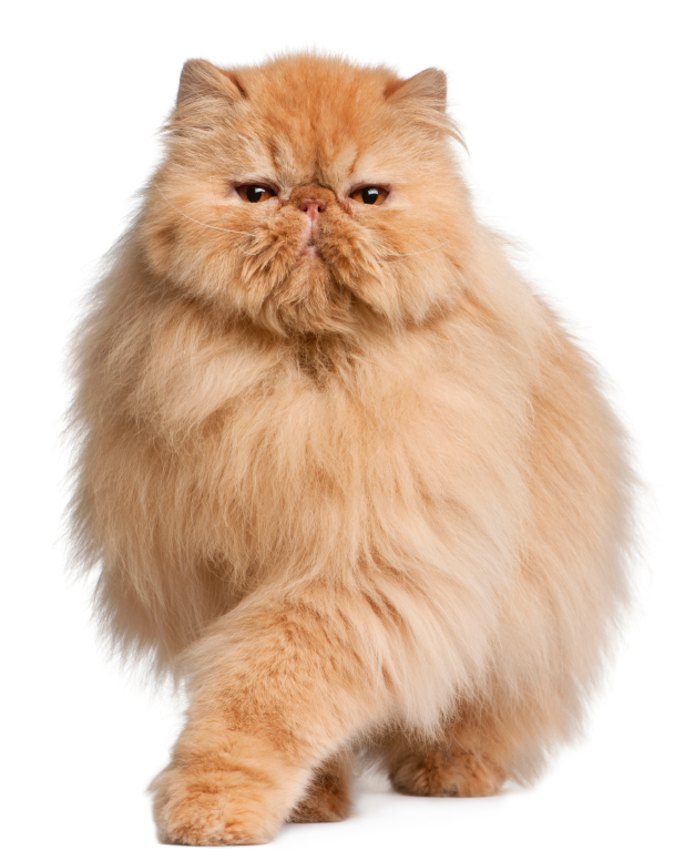 istock 000015855994small
