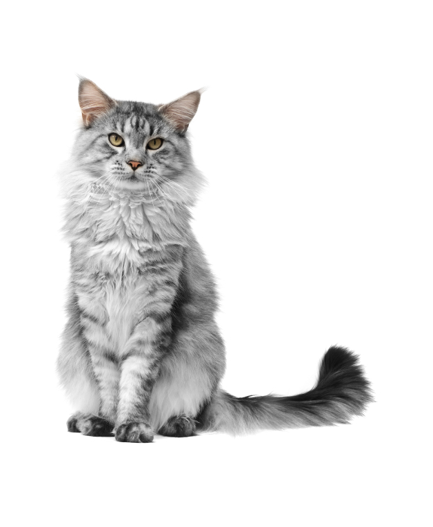 Maine coon cat