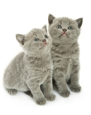 Small kittens