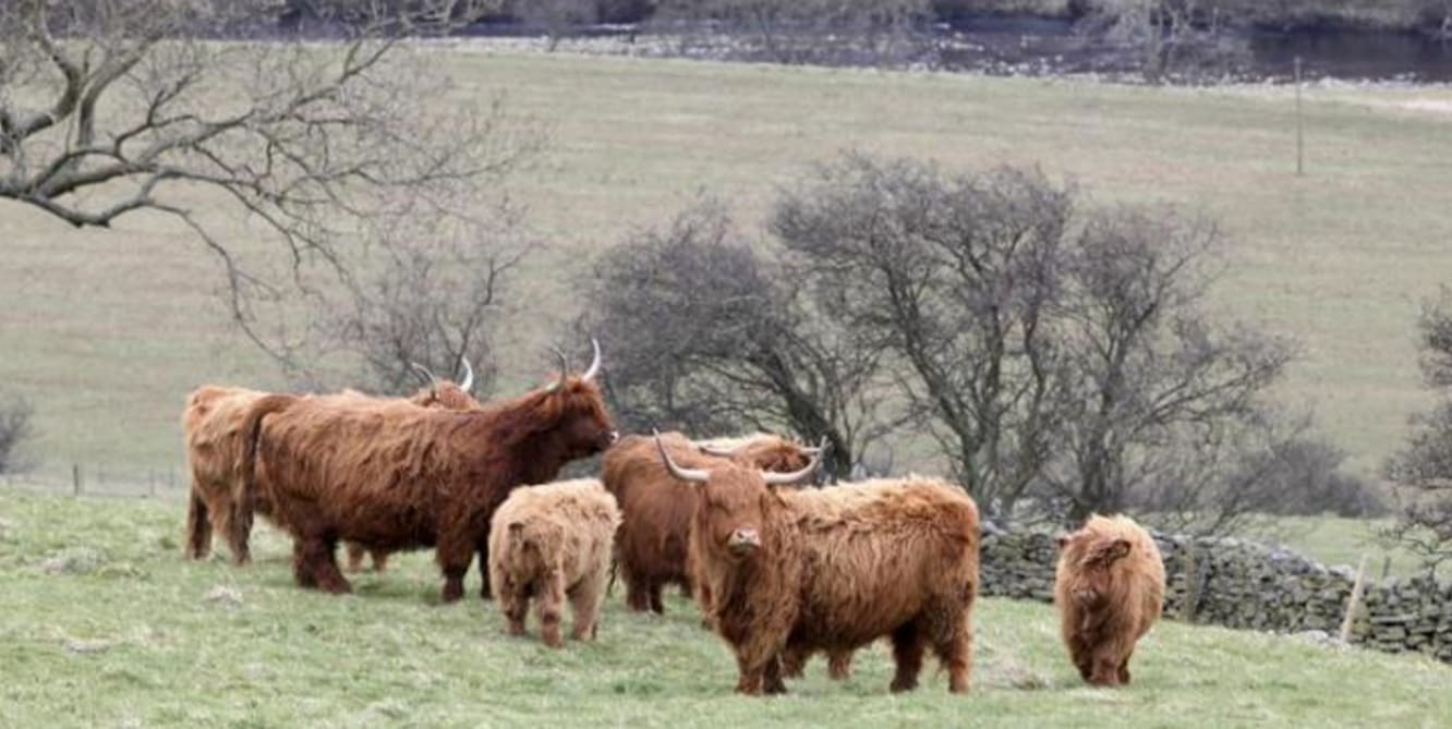 cows