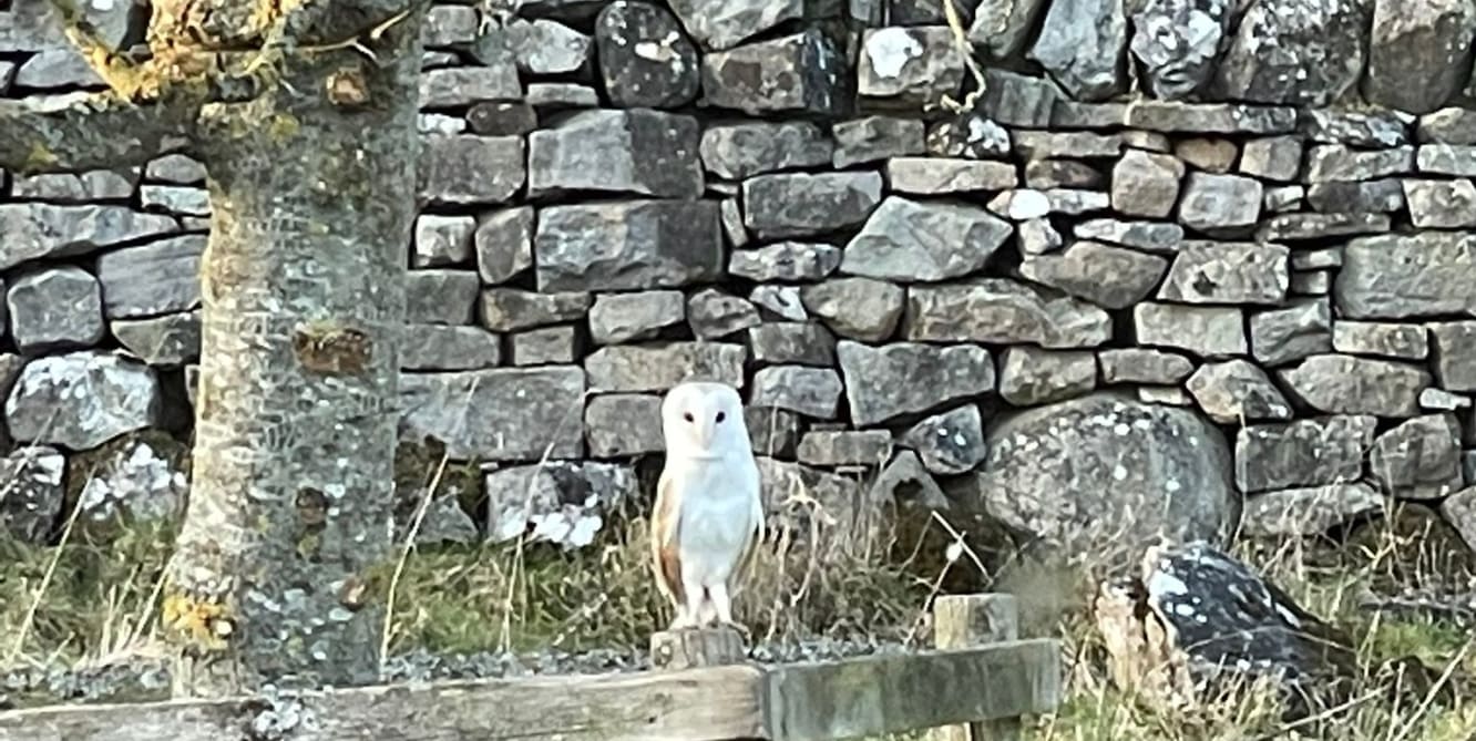 haven for owls