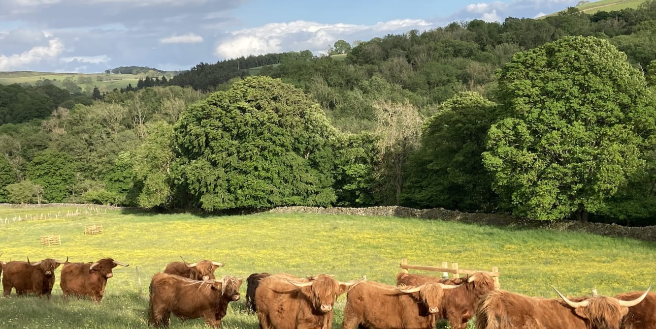 swaledale highland beef