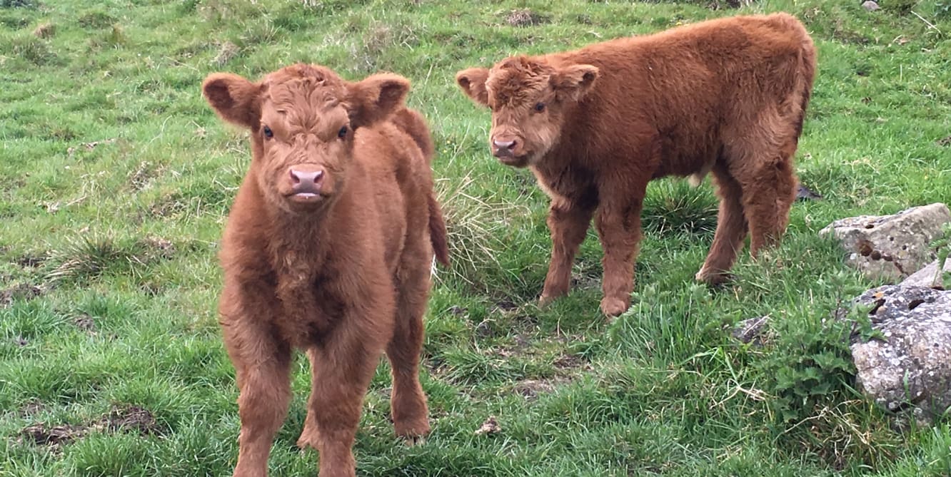 highland cattle fold