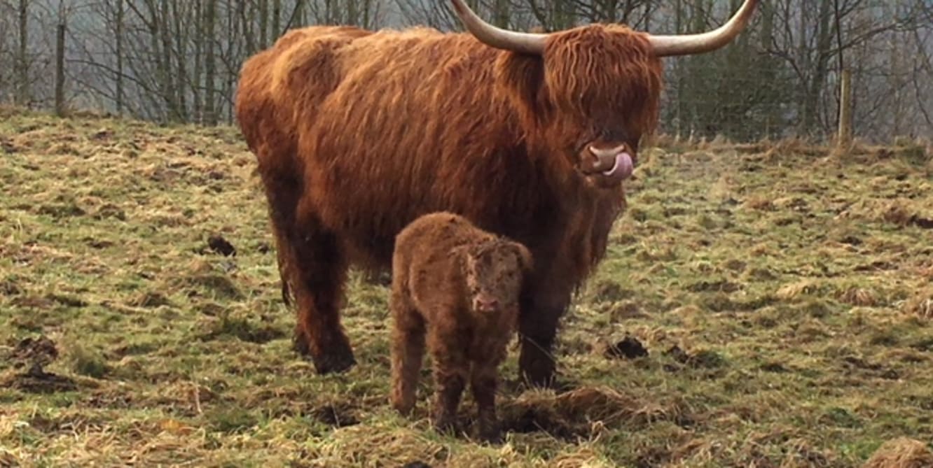 first calf of the year