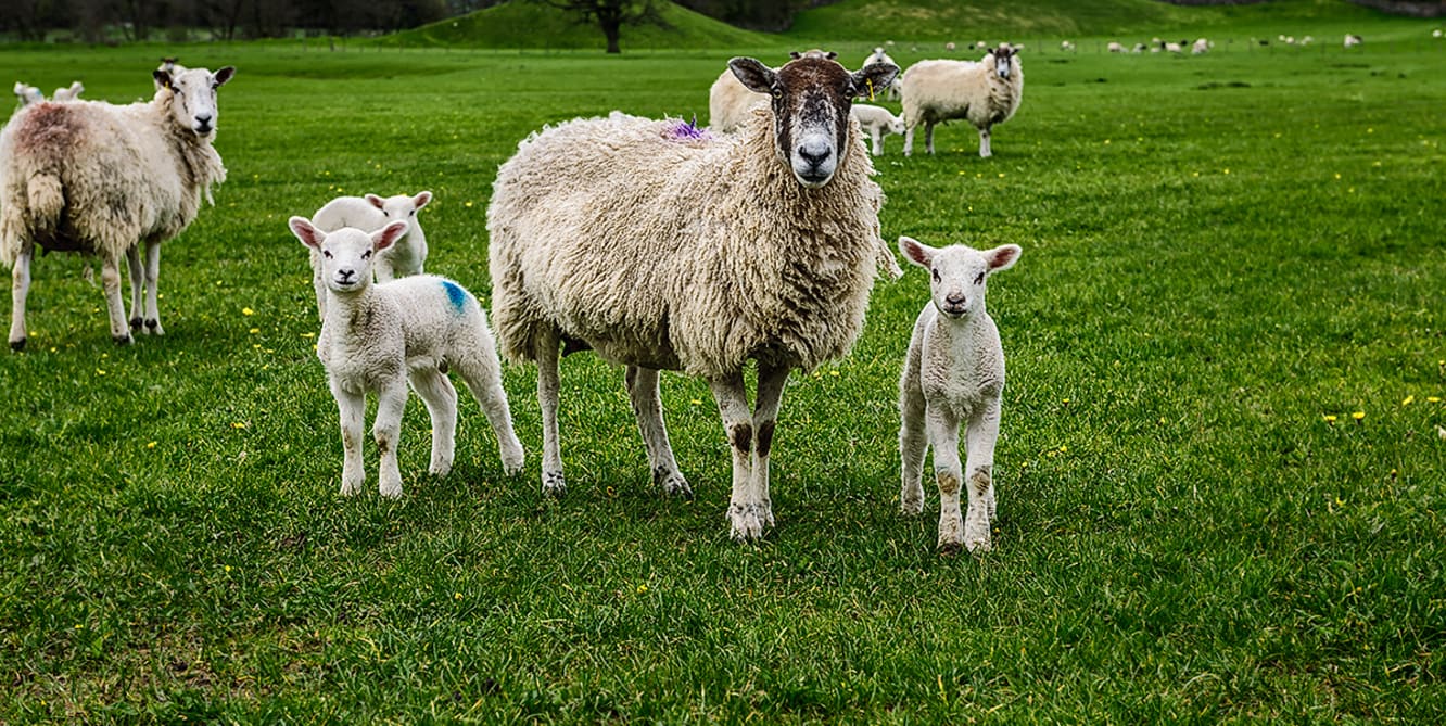 dales this spring