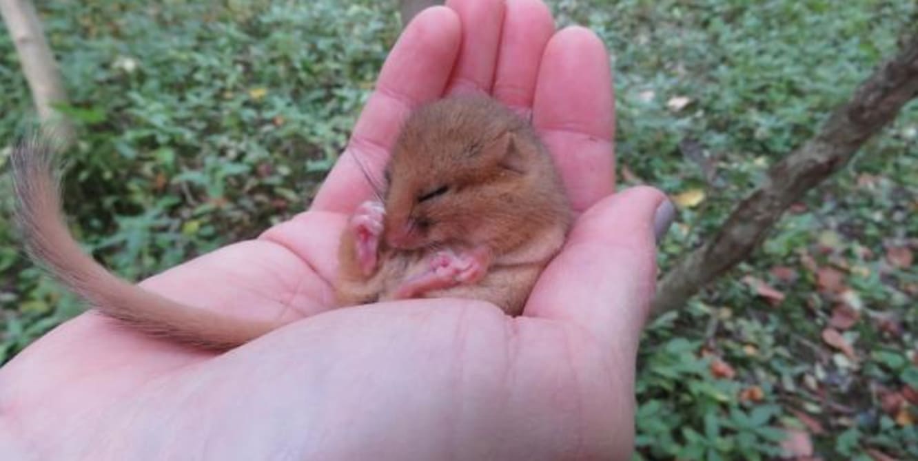highways for mice