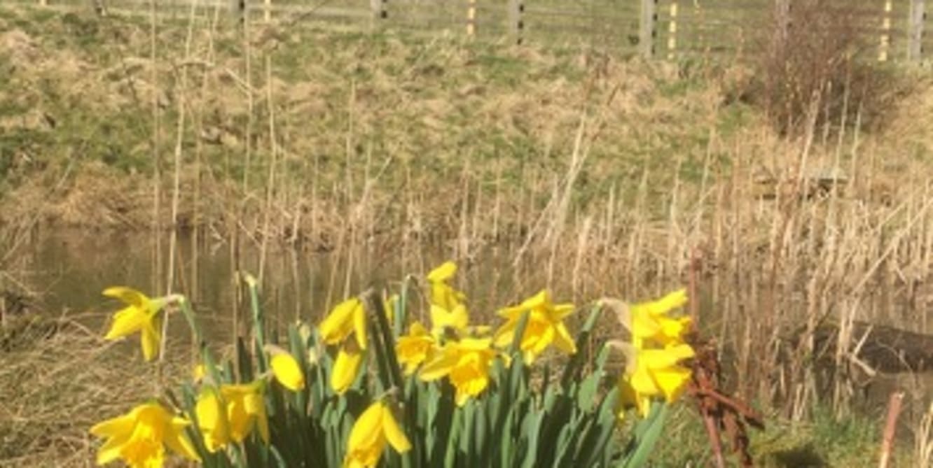 springtime in dales