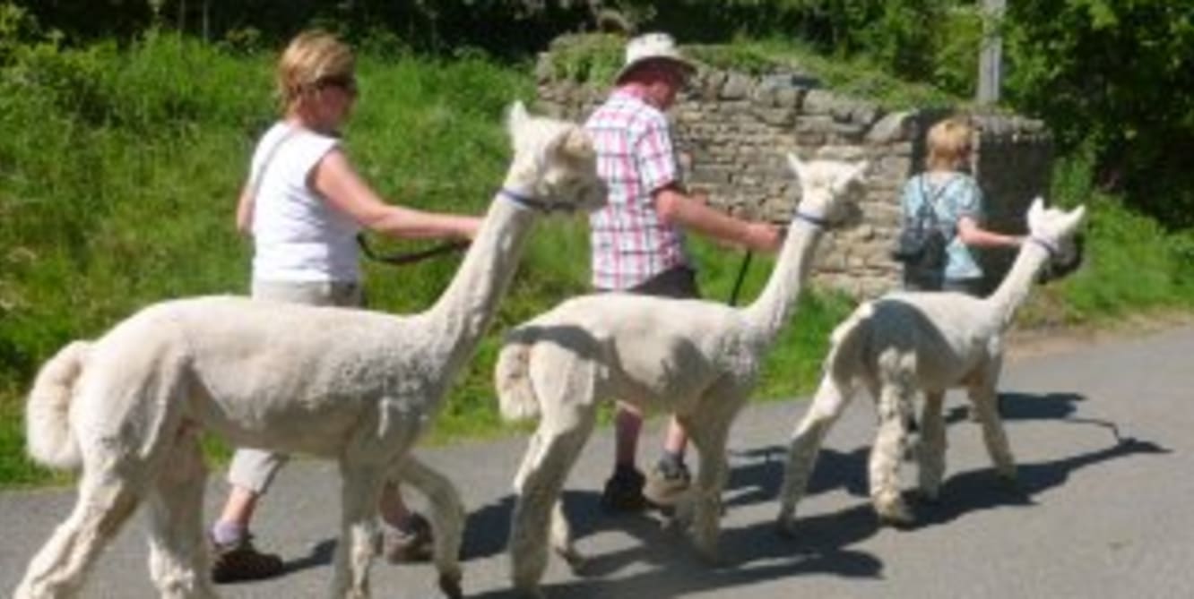 dales with difference