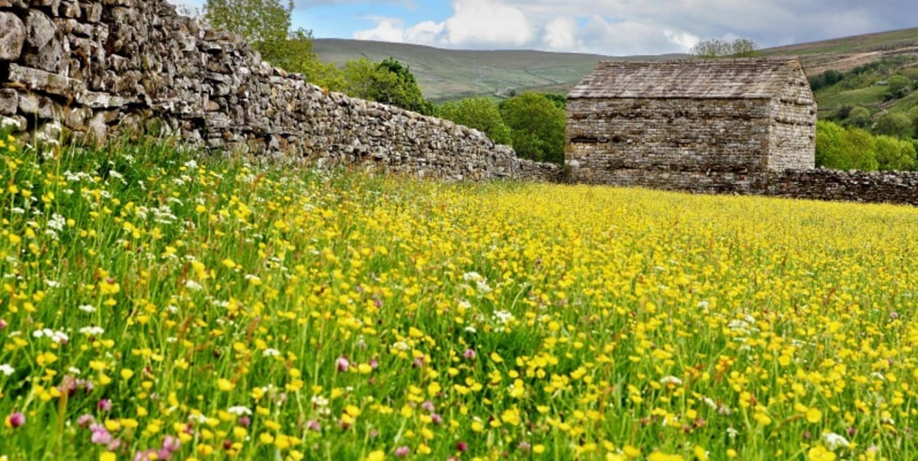 meadow magic