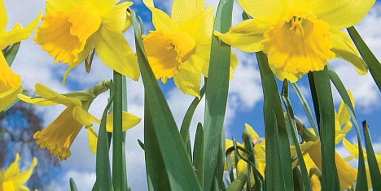 yorkshire spring